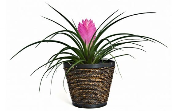Bromelia de interior en flor