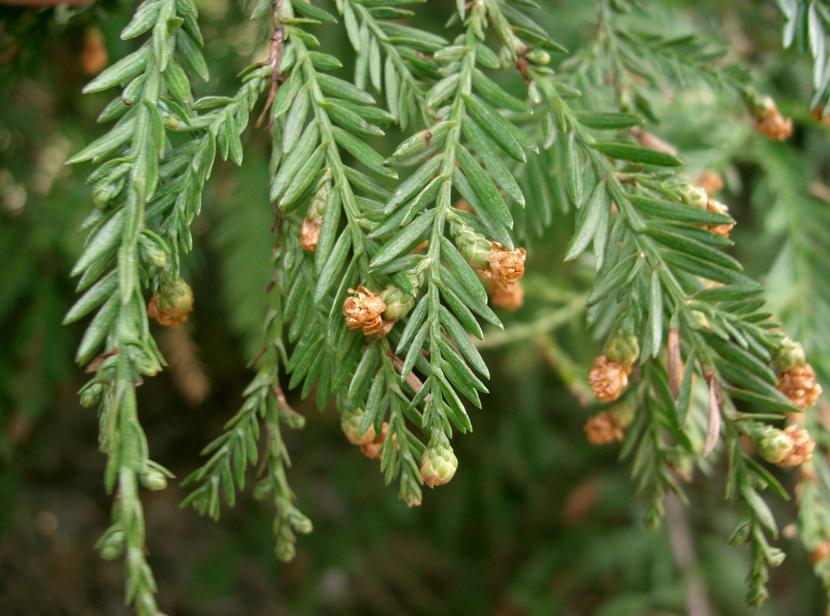 Plantas que se recuperan solas: hasta dónde llega la resiliencia