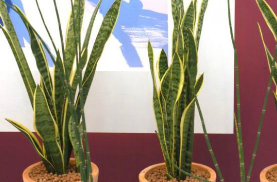 Sansevieria de hojas erguidas cultivada en interior con poca luz