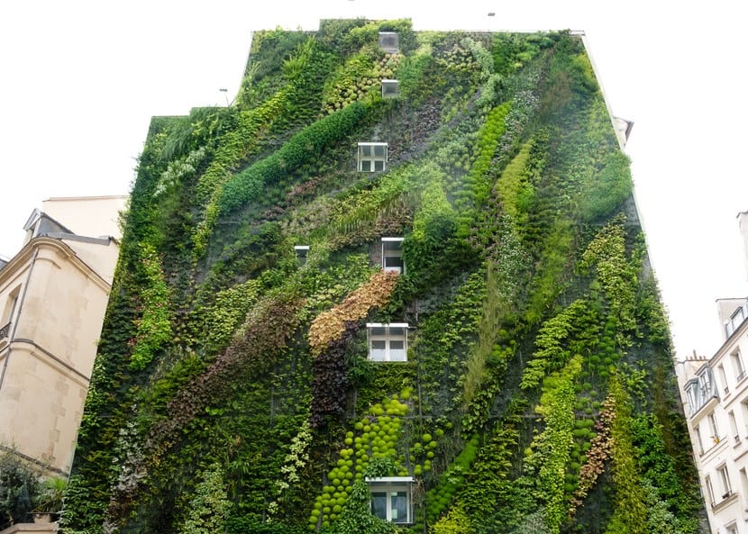 Plantas para jardines verticales: qué va en cada franja