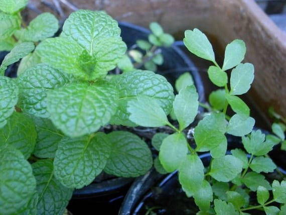 Plantas repelentes de mosquitos e insectos: qué funciona