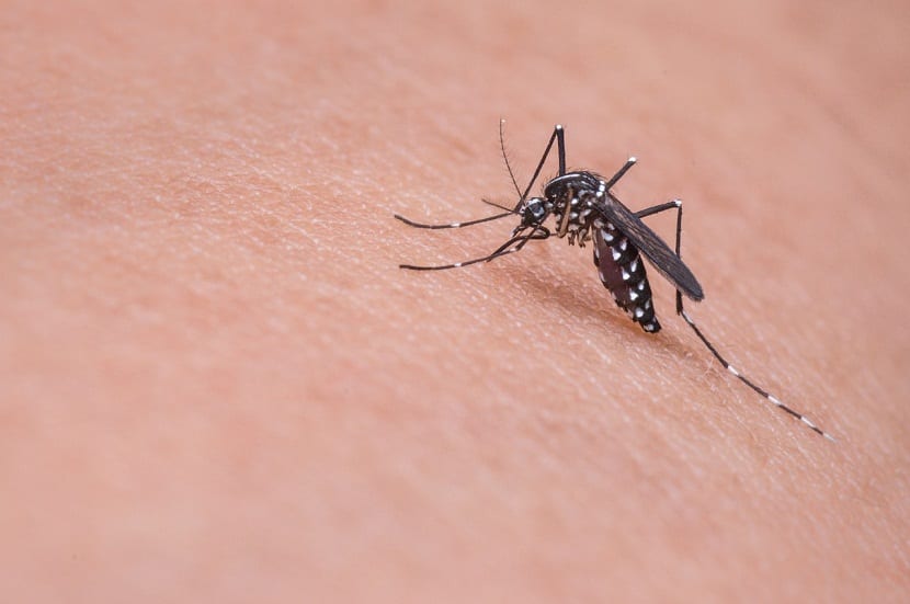 Plantas repelentes del mosquito tigre: qué funciona de verdad