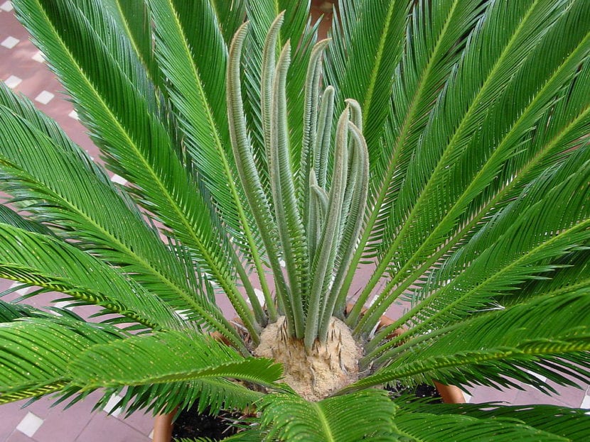 Cycas revoluta, una gimnosperma de porte palmiforme