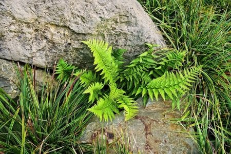 Helechos verdes creciendo en un rincón umbrío