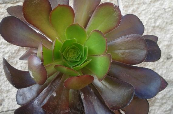Aeonium arboreum, suculenta de hoja en roseta