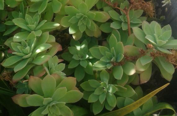 Plantas suculentas: qué es la suculencia y dónde está
