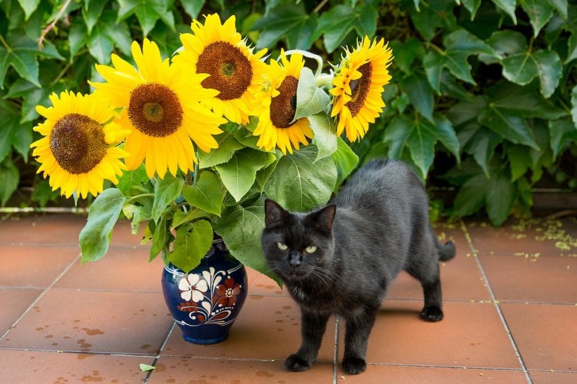 Gato junto a una maceta en el interior de una vivienda