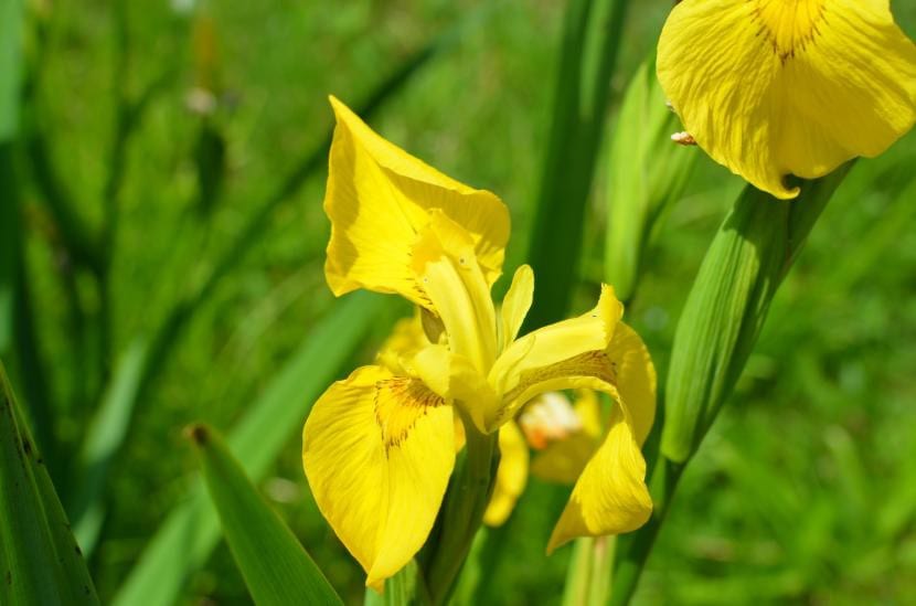 Flor de lirio amarillo con las anteras cargadas de polen