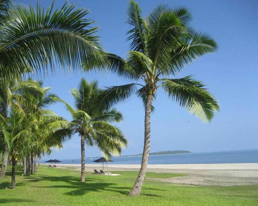 Cocoteros en una costa tropical
