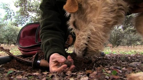 Perro adiestrado localizando trufa en una plantación