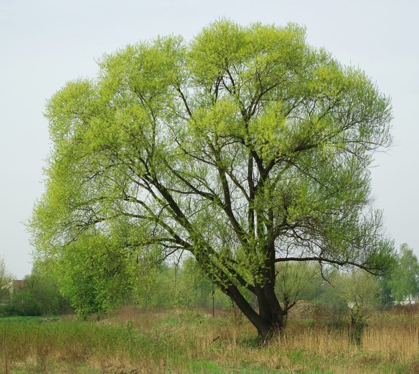 Salix, sauce, árbol adaptado a suelos húmedos y ribera