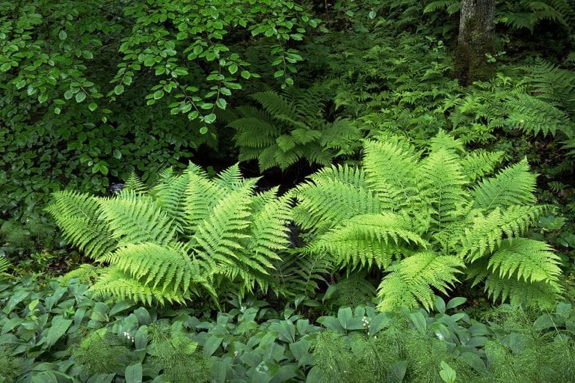 Jardín de clima húmedo con vegetación densa y suelo cubierto