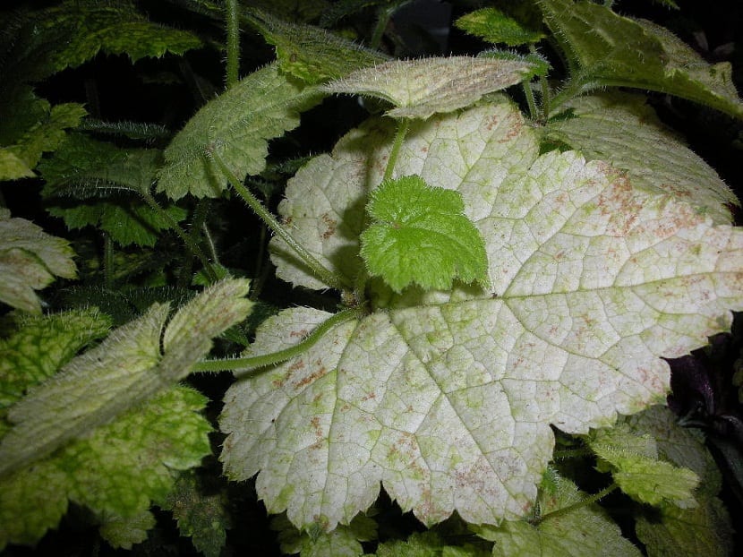 Detalle de la hoja del Plectranthus verticillatus
