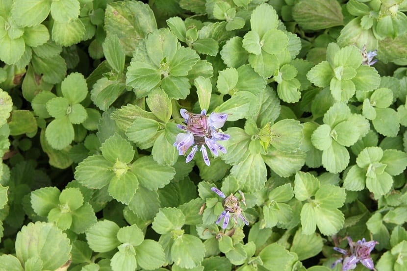 Planta del dinero, Plectranthus verticillatus, en maceta