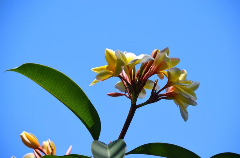Flores de Plumeria