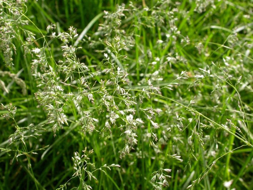 Mata de Poa pratensis, poa de prado
