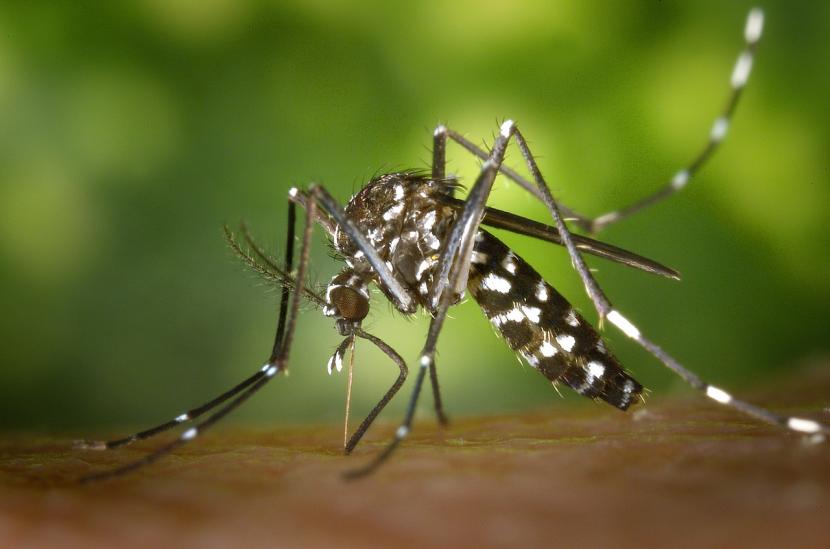 Cómo tener un jardín que no cría mosquitos en verano