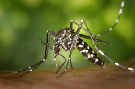 Mosquito tigre, Aedes albopictus, posado
