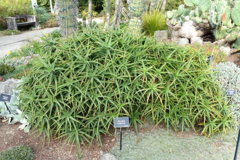 Mata de Aloe ciliaris con sus tallos delgados y hojas de margen ciliado