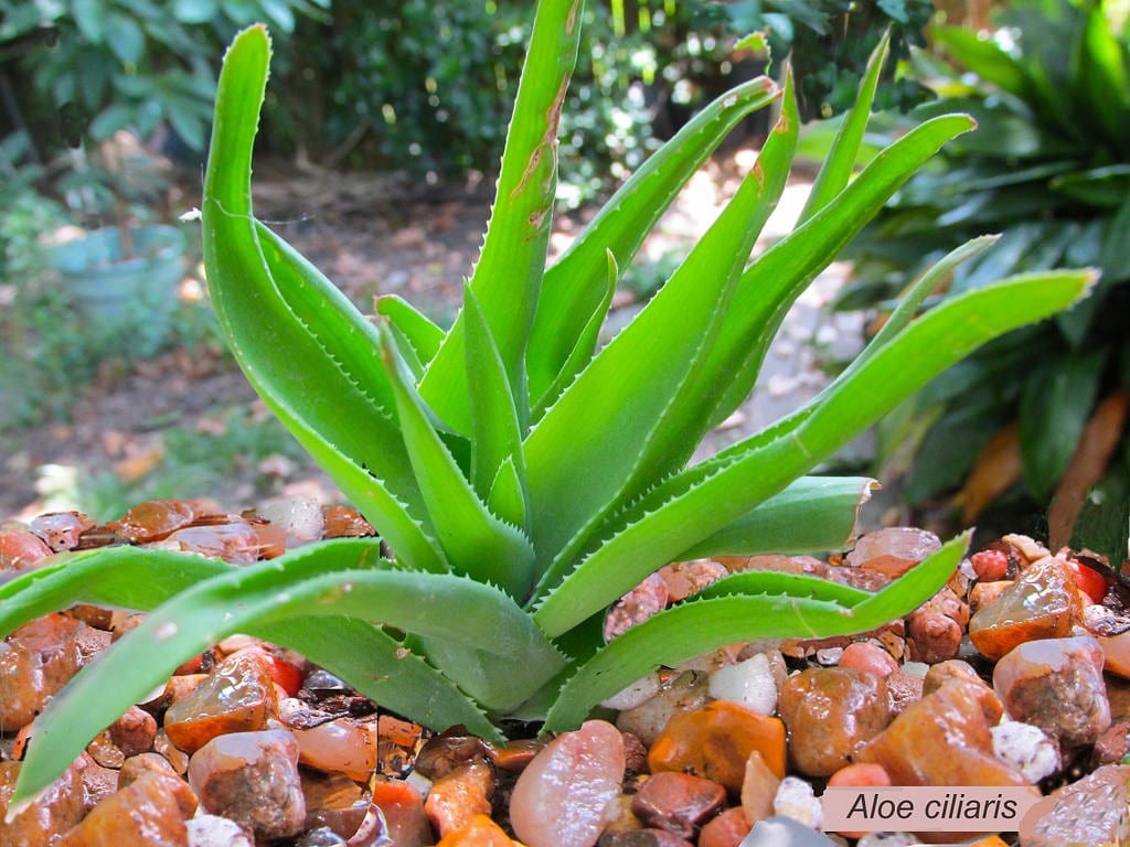 Aloe ciliaris o aloe trepador: motivos para plantarlo y cuidados