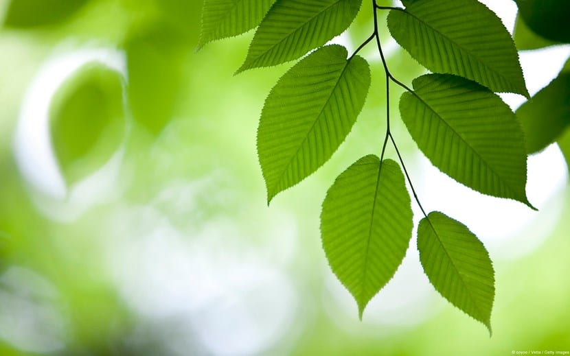 Hojas verdes con la clorofila en pleno funcionamiento