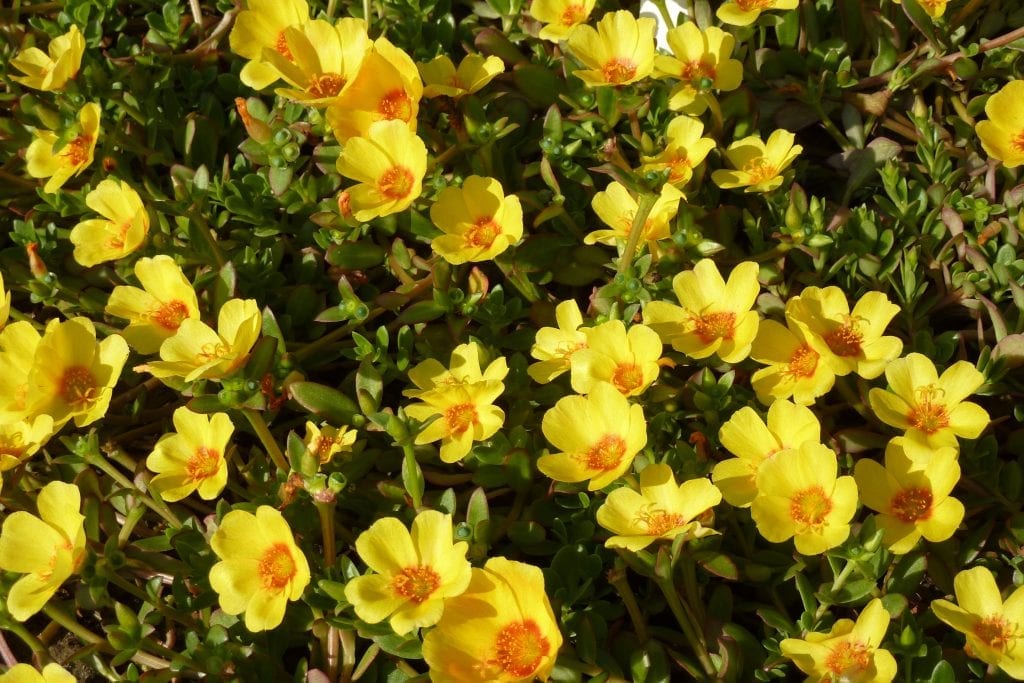 Flores de Portulaca umbraticola abiertas al sol