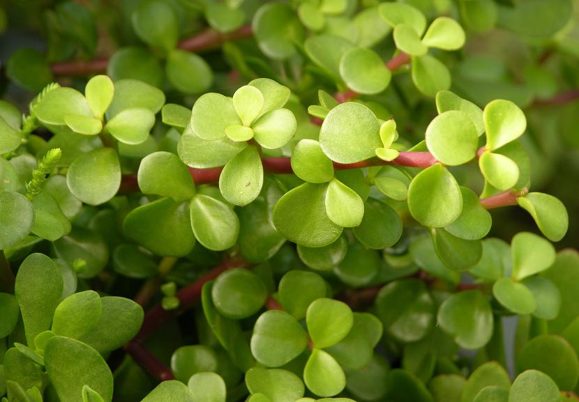 Portulacaria afra: el arbusto que cambia de metabolismo