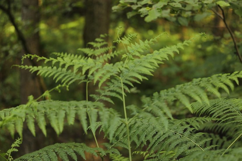 Helechal de Pteridium aquilinum cubriendo una ladera