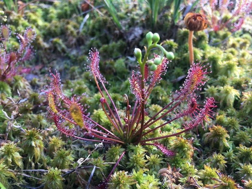 Mata de musgo Sphagnum con sus capítulos apicales