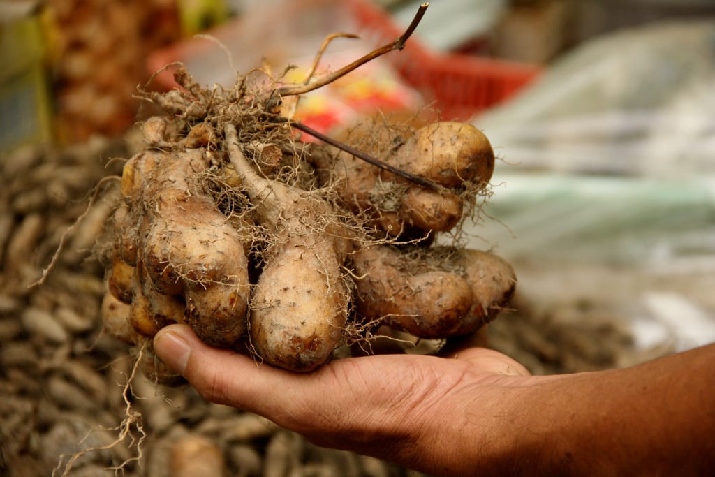 Ñame (Dioscorea): especies, cultivo, usos y precauciones