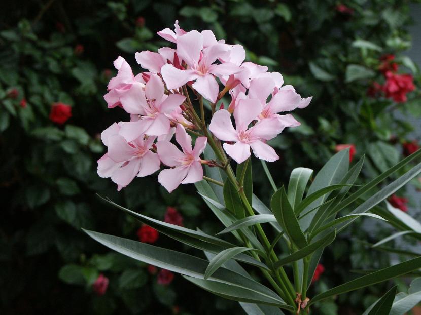 Plantas ornamentales de bajo mantenimiento: qué cuesta cada una