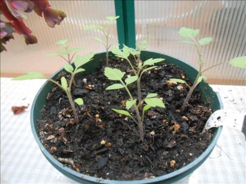 Tomateras cultivadas en contenedor