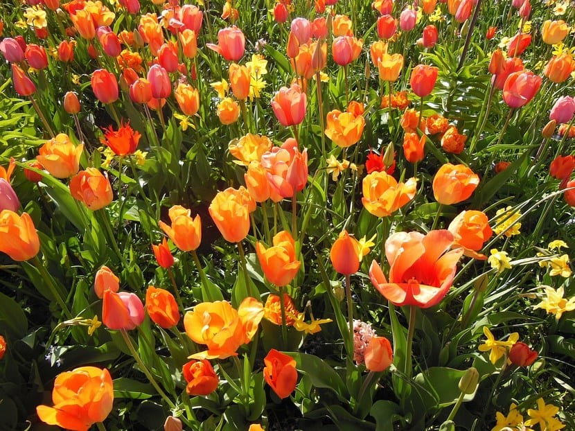 Tulipanes en flor procedentes de bulbo tunicado