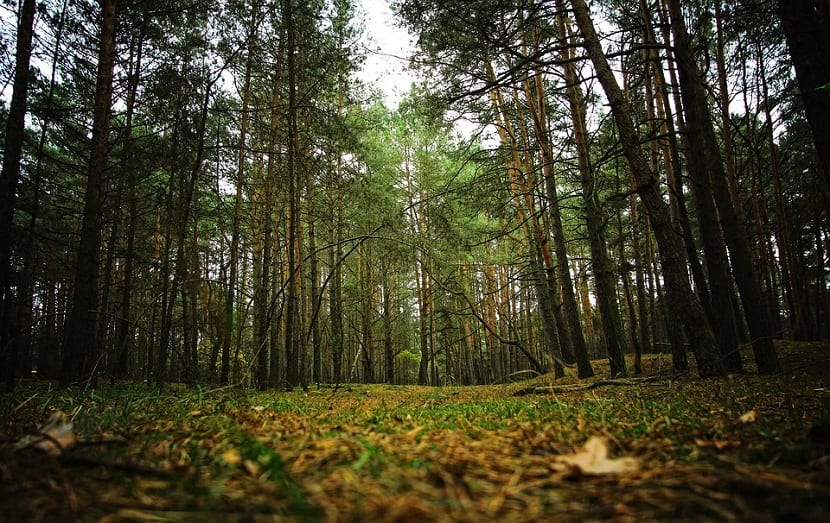 Follaje del estrato bajo de un bosque templado