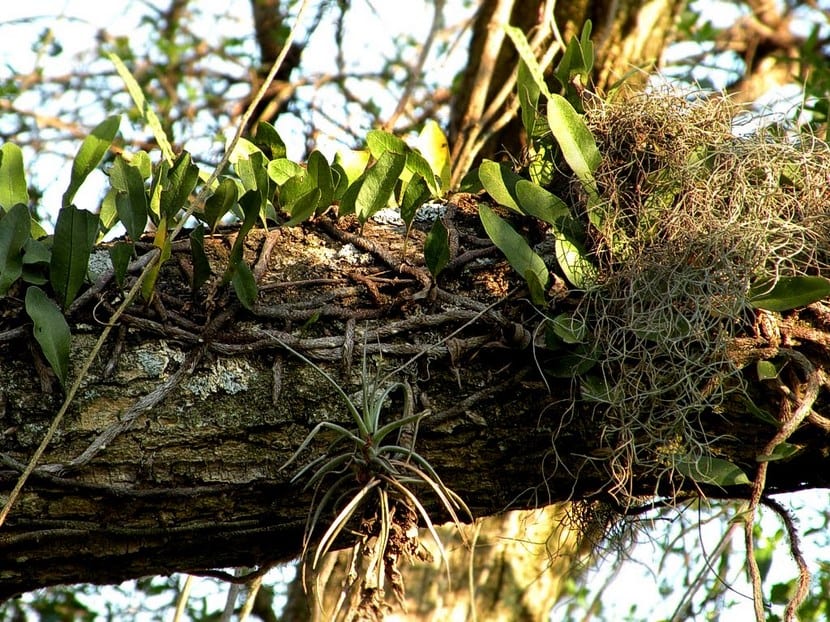 Plantas epífitas: vivir sobre un árbol sin parasitarlo