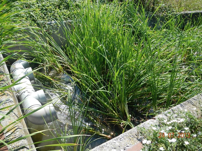 Plantas macrófitas creciendo dentro del agua