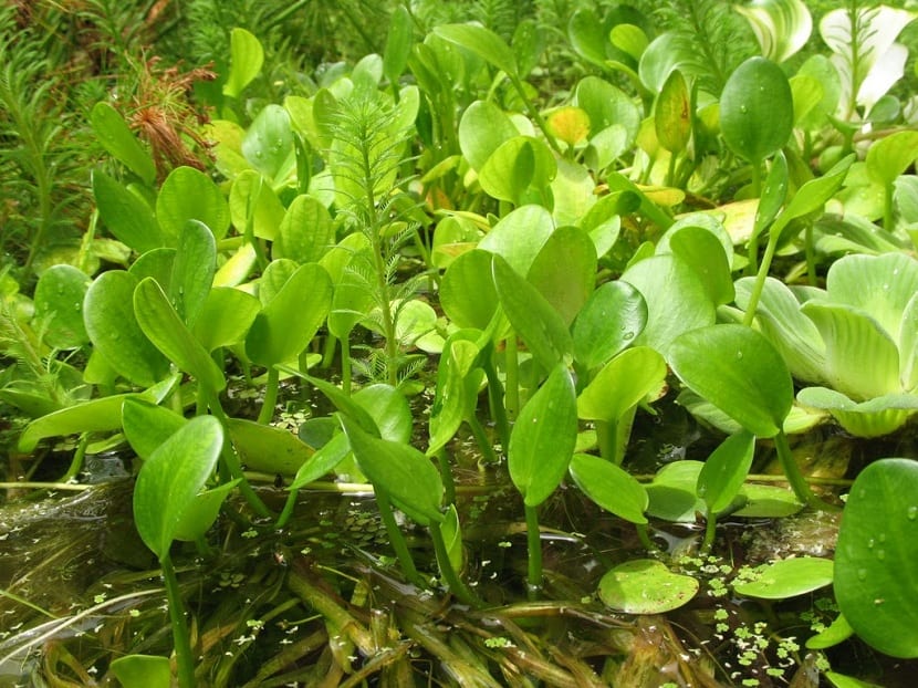 Vegetación macrófita en la orilla de una masa de agua