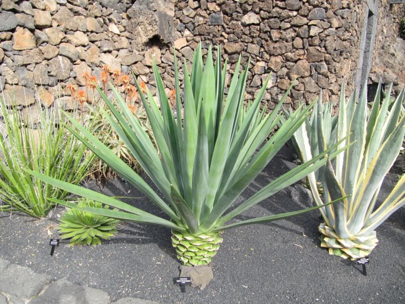 Agave adulto en el jardín antes de emitir su vara floral