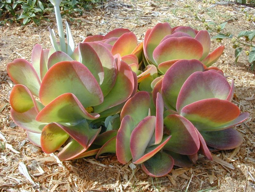 Kalanchoe thyrsiflora con su roseta de hojas glaucas