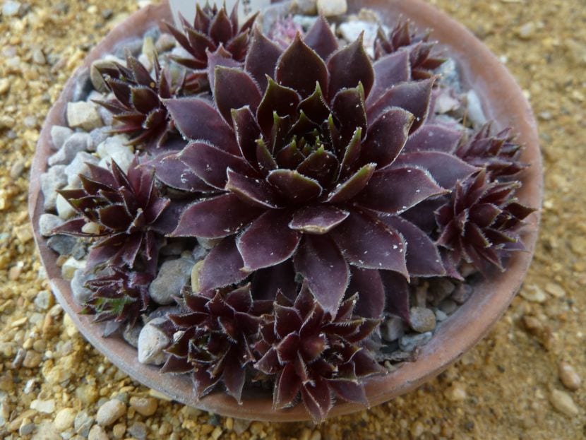 Roseta de Sempervivum en un macizo de crasas