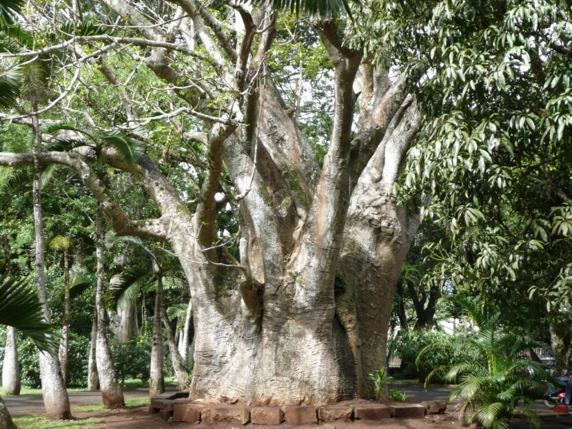 Baobab, Adansonia digitata, con su tronco de reserva