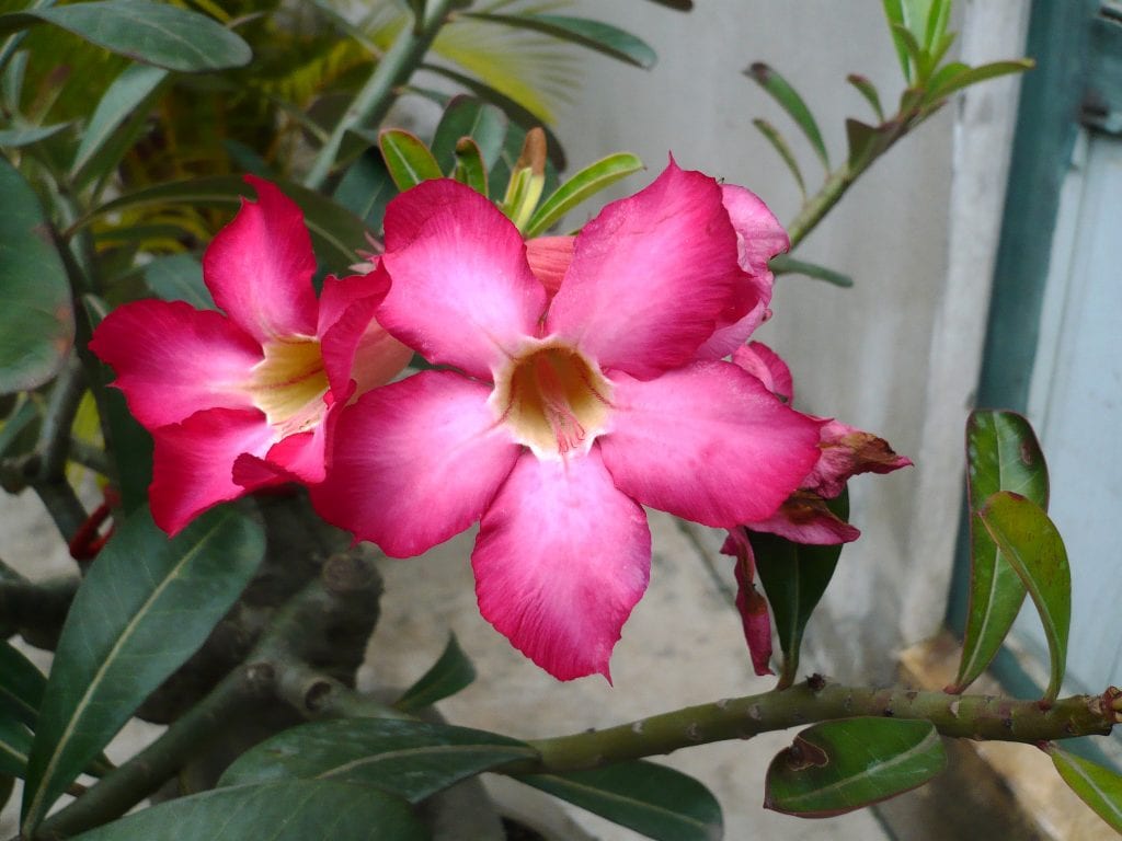 Plantas con caudex: qué es y cómo se cuidan