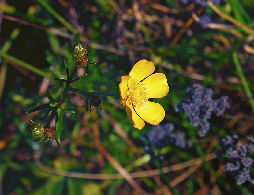 Ranunculus repens, ranúnculo rastrero