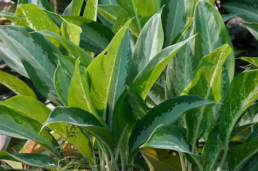 Aglaonema nitidum: la planta de interior para poca luz