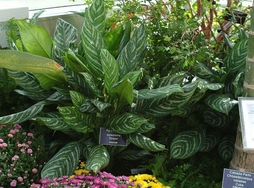 Aglaonema cultivada en jardinería de interior