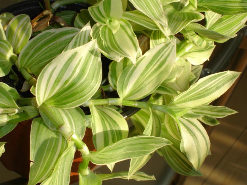 Tradescantia albiflora en maceta colgante
