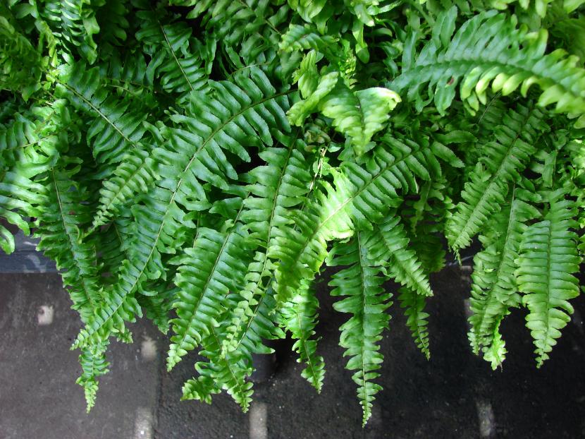 Mantener una planta colgante bonita durante años