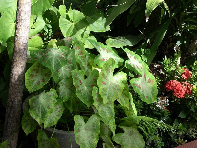 Rey de corazones (Homalomena wallisii): cuidados