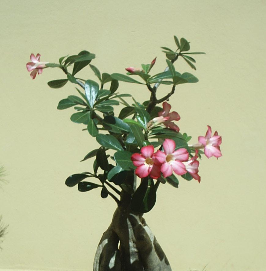 Adenium obesum formado como bonsái con caudex ancho