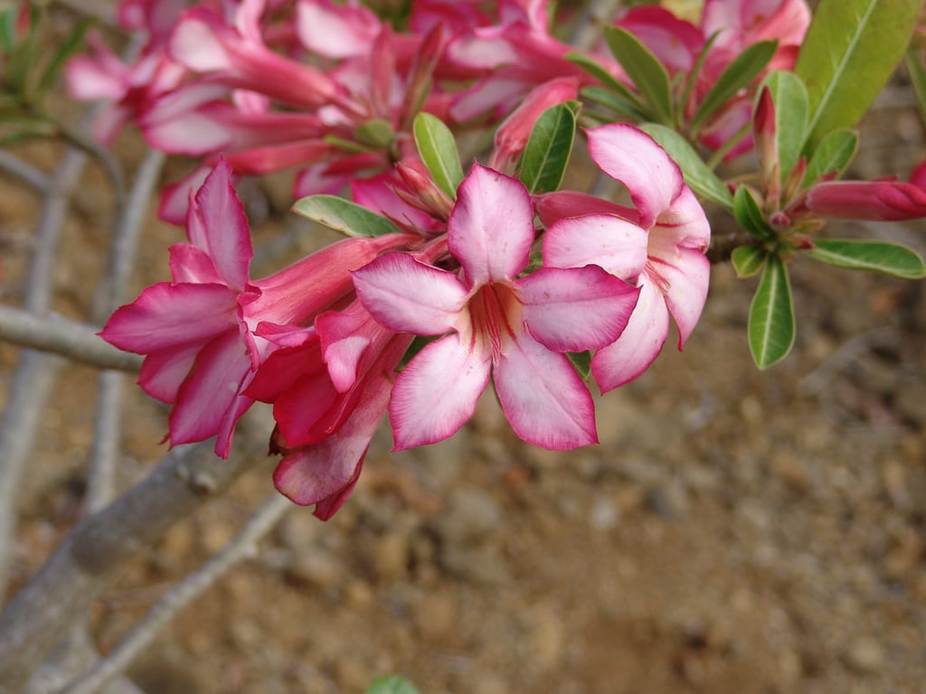 Rosa del desierto: formar el caudex como bonsái